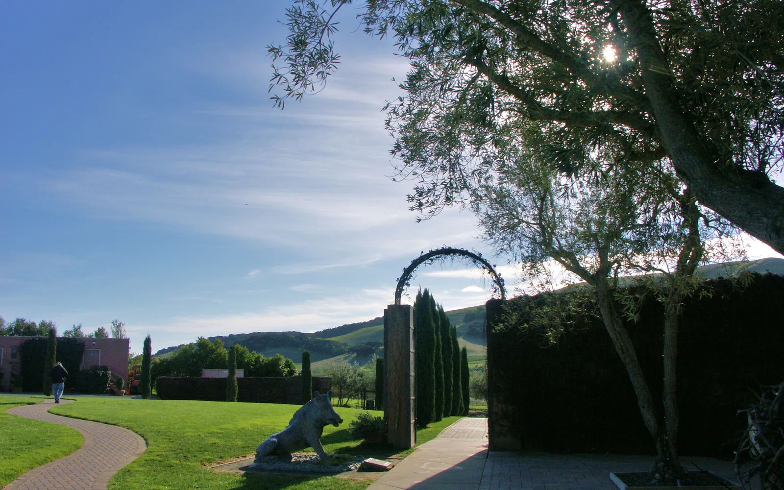 A scenic vineyard landscape in the Carneros region near Fairfield, California